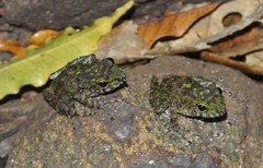 Gephyromantis webbi