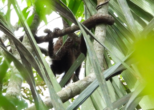 Brown Titi Monkey