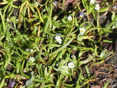 Plagiobothrys humistratus