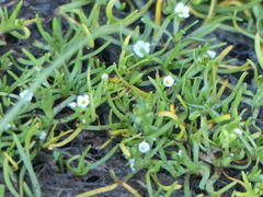 Plagiobothrys humistratus