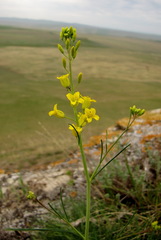 Sisymbrium polymorphum