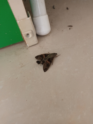 Broad-bordered Hummingbird Hawkmoth