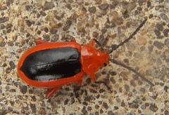 Disonycha discoidea