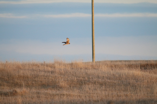 Northern Harrier observed by phaughian