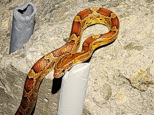 Red Cornsnake observed by isaacthelord