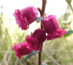 Epacris impressa