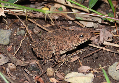 Phrynoidis asper