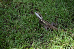 Lophognathus gilberti