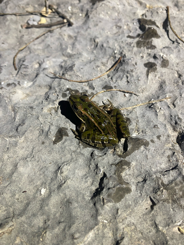 Northern Leopard Frog observed by smelliew