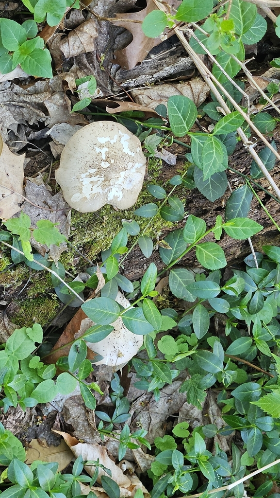 Pluteus cervinus · April 2026 · photo: © rust_bucket (iNaturalist, cc-by)