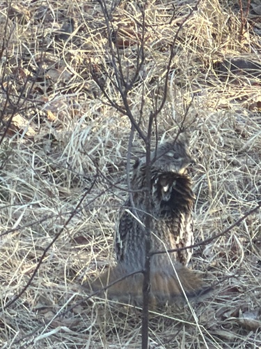 Ruffed Grouse observed by galenseilis