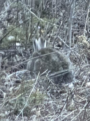 Snowshoe Hare observed by galenseilis