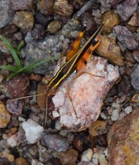Macrocara conglobata