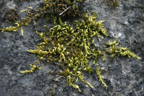 Homalothecium aureum observed 2026-04-17