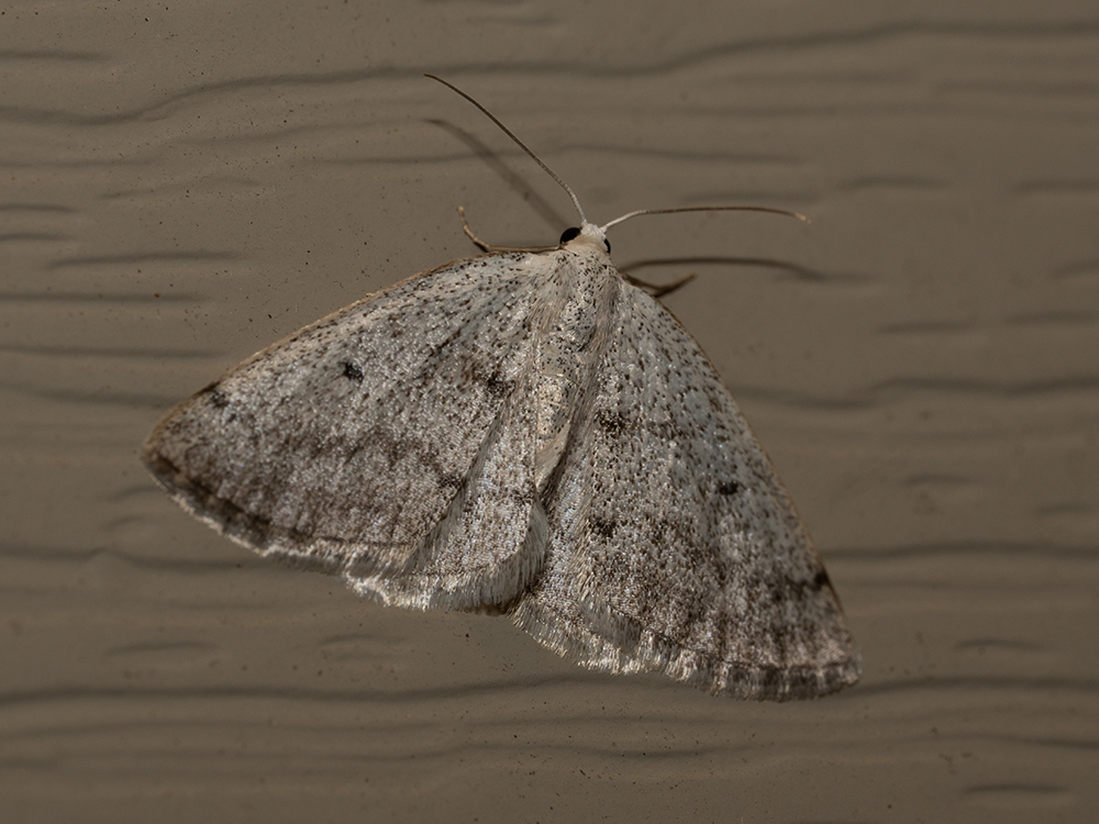 Gray Spring Moth from Marquette County, WI, USA on April 16, 2026 at 08 ...