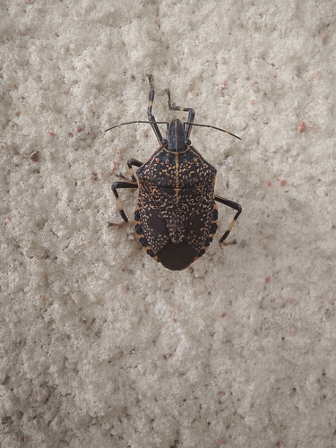 Yellow-spotted Stink Bug