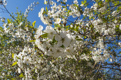 Prunus