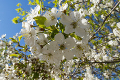 Prunus