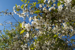 Prunus