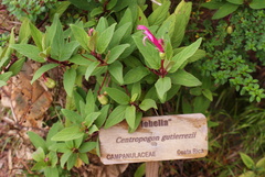 Image of Centropogon gutierrezii