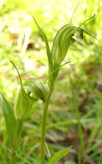 Pterostylis atrans