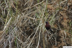 Passerina versicolor