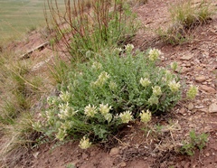 Astragalus arkalycensis