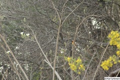Pheucticus melanocephalus