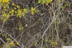 Selasphorus