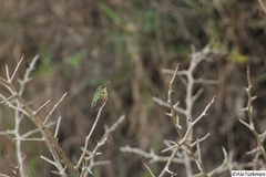 Selasphorus