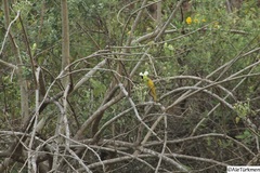 Icterus cucullatus