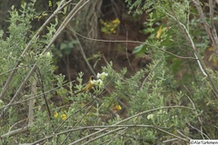 Icterus cucullatus