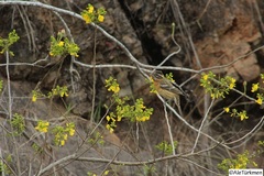 Pheucticus melanocephalus
