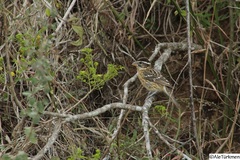 Pheucticus melanocephalus