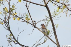 Passerina caerulea