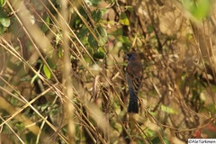 Passerina caerulea