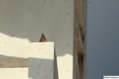 Vanessa virginiensis