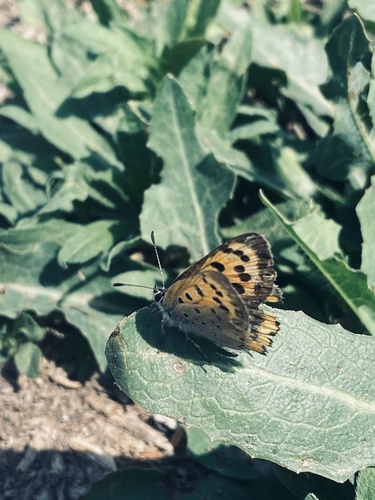 Small Copper