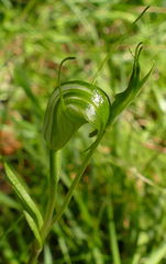 Pterostylis atrans