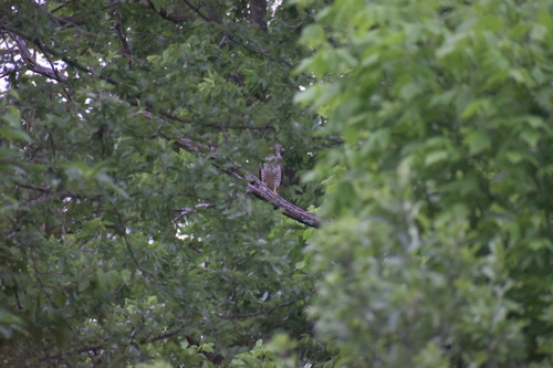 Broad-winged Hawk observed by cobaltbeluga