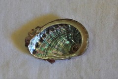 Haliotis coccoradiata