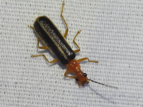 Podabrus dreisbachi