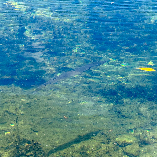 Sphyraena barracuda