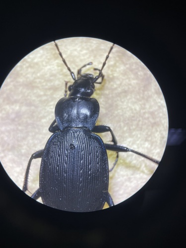 Carabus goryi photo 6