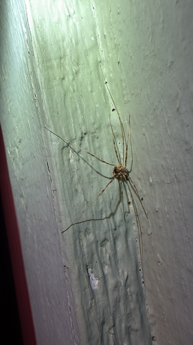 Leptobunus parvulus