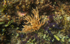 Leptogorgia cofrini