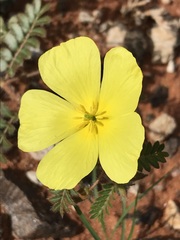 Tribulus pterophorus