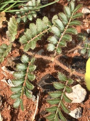 Tribulus pterophorus