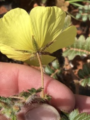 Tribulus pterophorus