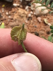 Tribulus pterophorus